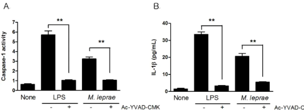 Table I. Primers used in this study