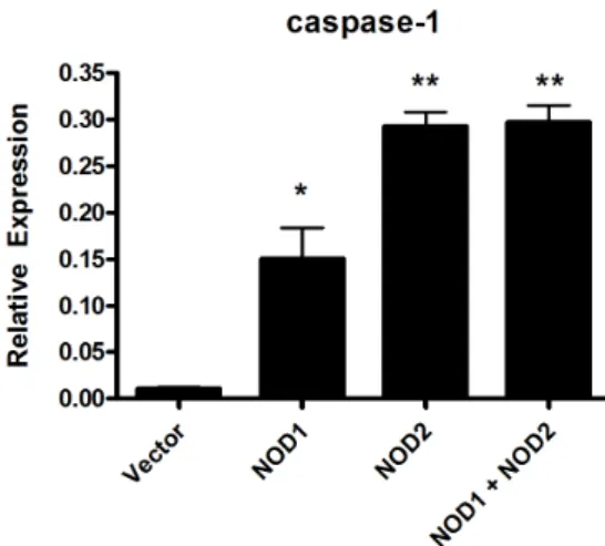 Figure 4. Caspase-1 expression in HEK cells transfected with  NOD1 and NOD2. HEK cells were transfected with NOD1 or  NOD2, or co-transfected with both NODs and stimulated for 24  hours with viable M
