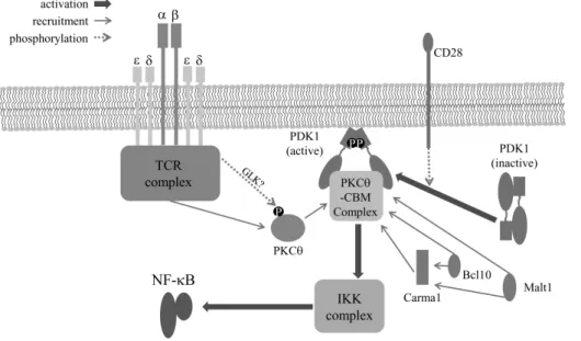 Figure 2. T cell receptor-mediated  NF-κB activation. T cell receptor  complex and CD28-mediated PDK1  activation are important for  signal-ing complex formation composed  of PKCθ, Carma1, Bcl10, and  Malt1