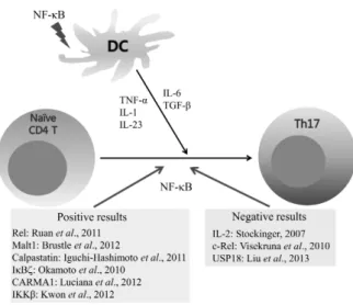 Figure 3. Effect of NF-κB activation on Th17 cell differentiation. NF- NF-κ B activation in antigen presenting cells is important for production  of Th17 cell differentiation cytokines