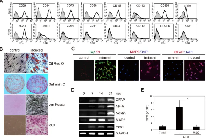 Figure 1. Characterization of hcMSCs and neural differentiation. The hcMSC line was established by SCM