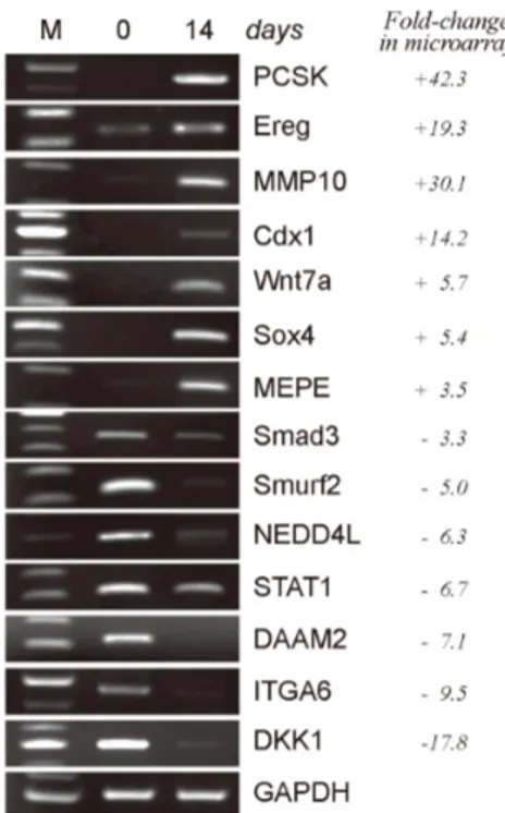 Figure 2. RT-PCR confirmation of the gene expression changes  observed in the microarray analysis of neurally differentiated hcMSCs
