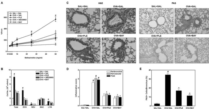 Figure 1. Airway hyperresponsiveness, differential cell counts in bronchoalveolar lavage (BAL) fluids, and histological evaluation of lung  inflammation after OVA sensitization and treatment with Phellinus linteus ethanol extract (PLE)
