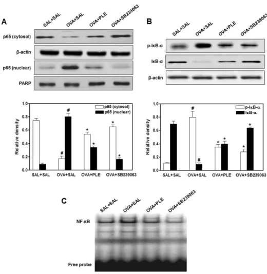 Figure 3. Effect of PLE on OVA-  induced NF-κB activation. The  translocation of p65 to the nucleus  (A) as well as IκB-α  phosphory-lation and degradation in cytoplasm  (B) and NF-κB DNA binding activity  (C) were assessed with western blot  and EMSA, res