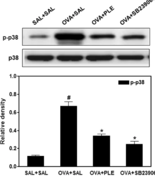 Figure 4. Effect of PLE on OVA-induced p38 mitogen-activate protein  kinase (MAPK) activation