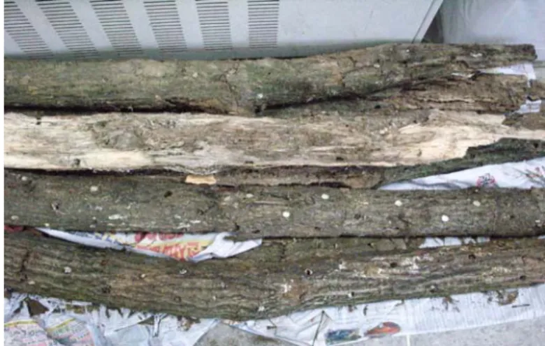 Fig.  2.  Oak  mushroom  cultural  waste.