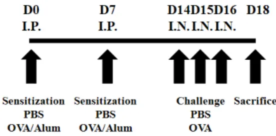 Figure 1. A schematic diagram of the experimental design of an  OVA-induced model of allergic airway inflammation