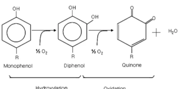 Fig. 1 은  monophenol 에서  quinone  까지 변화하는 기작을 나 타낸 그림이다 .  여기서 주목해야할 점은  hydroxylation  과정 의 최대속도는  1.8 µ m/min  이나  oxidation  과정은  24.5 µ m/min