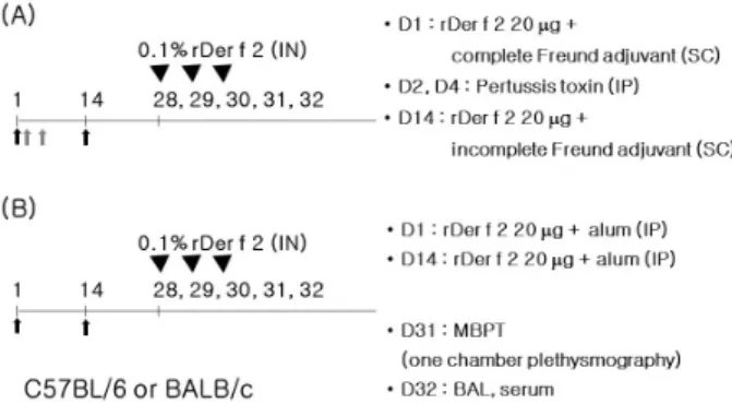 Figure 2. Experimental design. Twenty μg of recombinant Der f 2 was injected for sensitization and boosting using Freund adjuvants  with pertussis toxin (A) or alum (B) as adjuvants