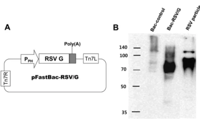 Figure 1. Construction and characterization of Bac-RSV/G vaccine. (A) The shuttle vector, pFastBac-RSV/G, was designed as shown in the  diagram and constructed as described in the Materials and Methods