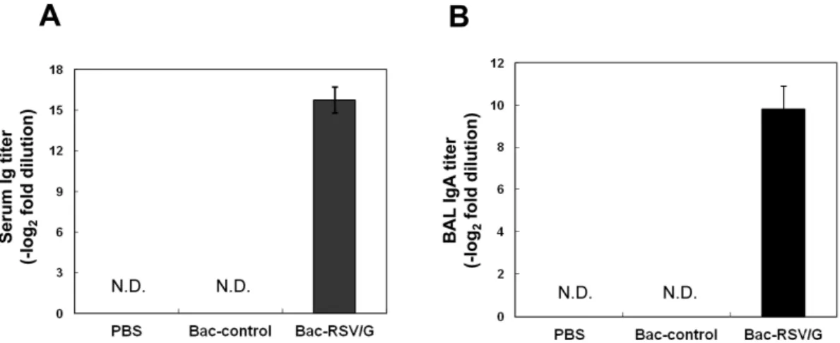 Figure 2. Characterization of humoral immune responses induced by Bac-RSV/G vaccine. (A) BALB/c mice were immunized twice with 2×10 8 PFU of recombinant baculovirus (Bac-RSV/G or Bac-control) via intranasal route, and systemic anti-RSV IgG antibody titers 