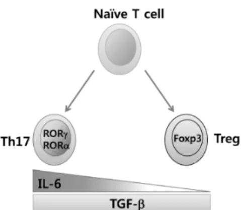 Figure 1. IL-6 may be a key molecule in regulating the balance of  differentiation between CD4 ＋ Foxp3 ＋  Treg and IL-17 ＋ RORγt ＋  Th17 cells.
