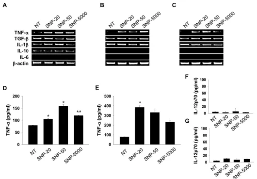 Figure 3. Silica nanoparticles induce  TNF-α  production in dendritic  cells. DC2.4 cells (A) and bone  marrow-derived dendritic cells (B,  D, and F) were exposed to silica  nanoparticles (40μg/ml) for 24 h