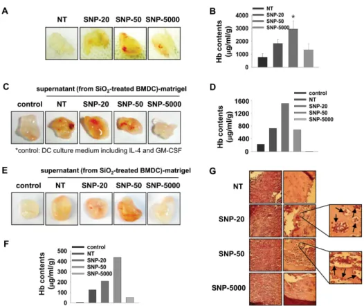 Figure 4. Silica nanoparticles elicit inflammatory responses in vivo. C57BL/6 mice were injected subcutaneously with 700μl liquid matrigel  containing silica nanoparticles (10 mg/kg)