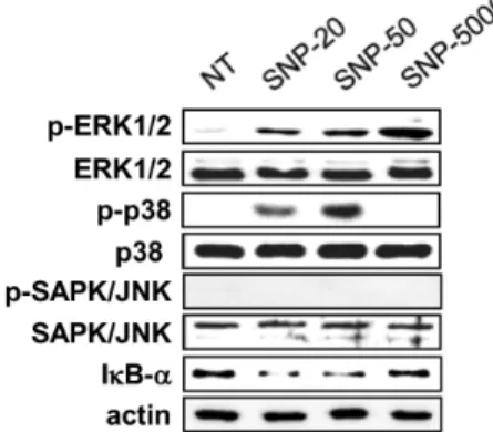 Figure 5. Phosphorylation of p38 MAPK is essentially associated with the induction of in vivo inflammatory responses by nanoparticles