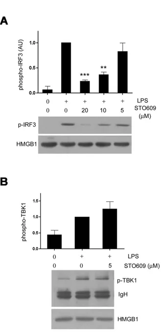 Figure 3. Inhibition of CaMK interferes with IRF3 phosphorylation  induced by LPS. (A) STO609 treatment reduced IRF3  phospho-rylation