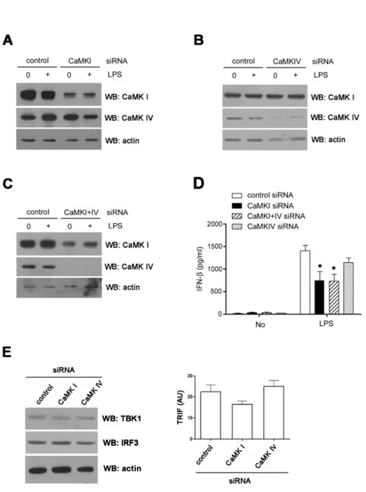 Figure 4. CaMK1 plays a role in  IFN-β  production. (A∼C) RAW  cells were transfected with CaMKI  (A), IV (B) or I and IV (C) siRNAs