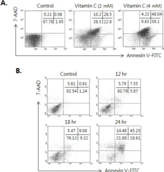 Figure 2. Apoptosis of HCT-8 via the increase of intracellular calcium level by the treatment of vitamin C