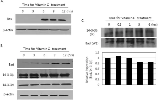 Figure 3. Increase of Bax expression and the dissociation of Bad expression from 14-3-3β by the treatment of vitamin C