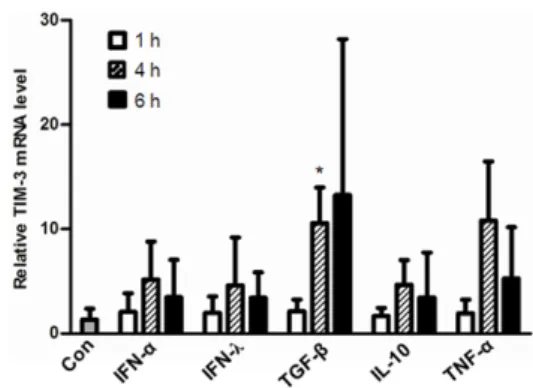 Figure 1. TIM-3 mRNA expression was increased in HMC-1 cells by  stimulation with TGF-β1 but not by stimulation with IFNs, IL-10, and TNF-α