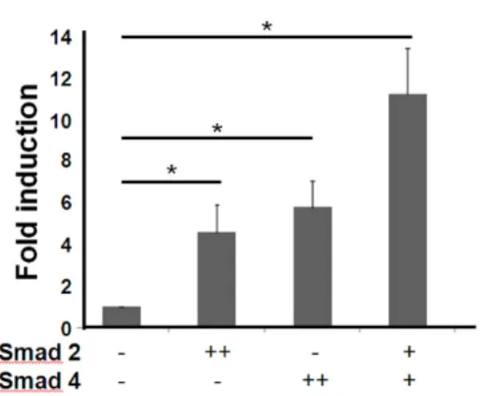 Figure 4. TIM-3  promoter activity was increased by Smad over- over-expression in HEK293 cells