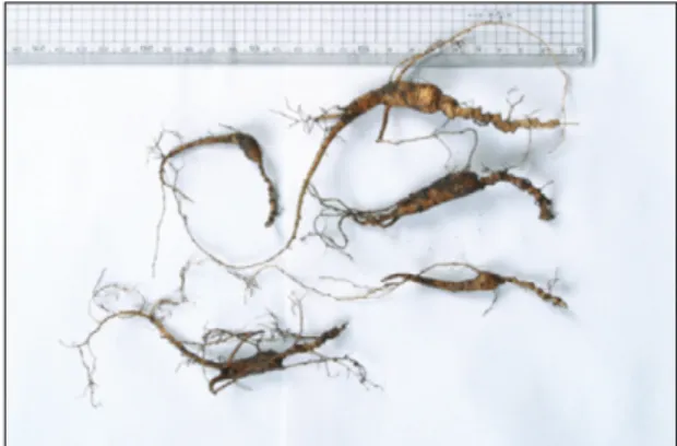 Fig. 1 Wild ginseng with approximately 20 - 30 years old. 