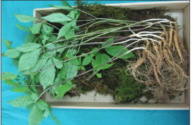 Fig. 2 Cultivated wild ginseng of 10 years old. 