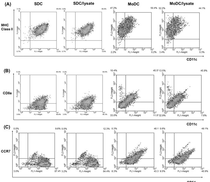 Figure 3. Immunogenic phenotypes of cultured DCs were analyzed by flow cytometry. Dendritic cell marker CD11c as well as MHC II, CD8a  and CCR7 with CD54 were measured to characterize and differentiate the cultured SDC and MoDC.