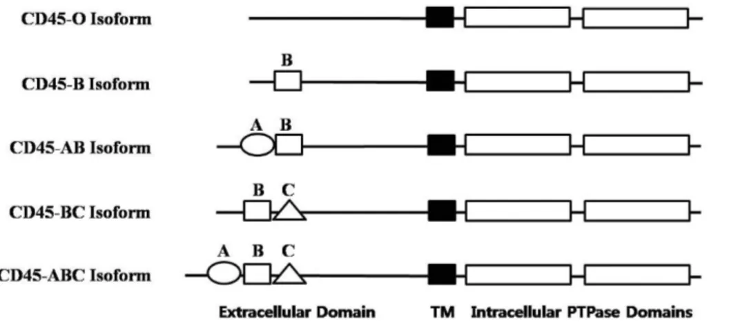 Figure 1. The structures of the five  human CD45 isoforms derived from  cDNA cloning.