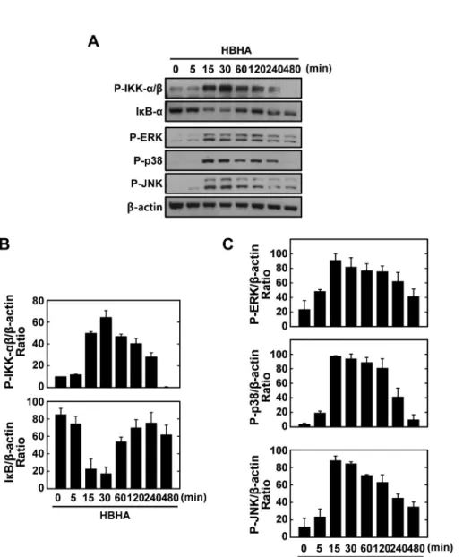 Figure 2. Kinetics of NF-κB and  MAPK signaling pathway activation  in macrophages after stimulation  with HBHA