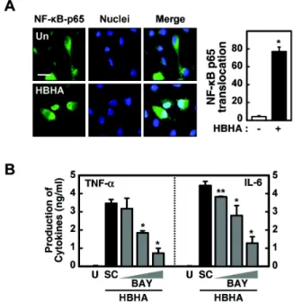 Figure 3. NF-κB activation is required for HBHA-induced TNF-α and IL-6 production by macrophages