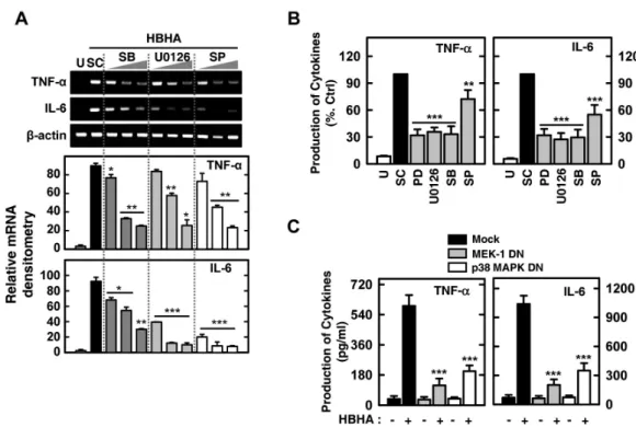 Figure 5. MAPK signaling pathways are required for HBHA-induced TNF-α and IL-6 expression by macrophages