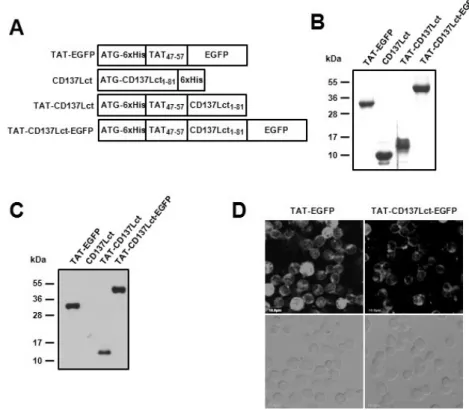 Figure 1. Production and transduction of TAT fusion proteins. (A) Plasmid constructs of the  TAT fusion proteins