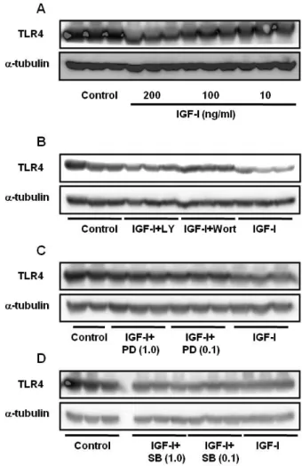 Figure 1. (A) Effect of different concentrations of IGF-I on TLR4 protein expression in differentiating C2C12 skeletal muscle cells