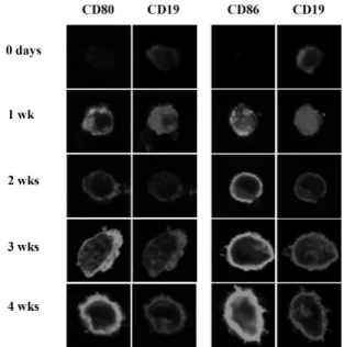 Figure 1. CD86 and CD80 expression during EBV-transformation  process of B cells. Resting B cells purified from human blood were immortalized with a medium containing EBV particles