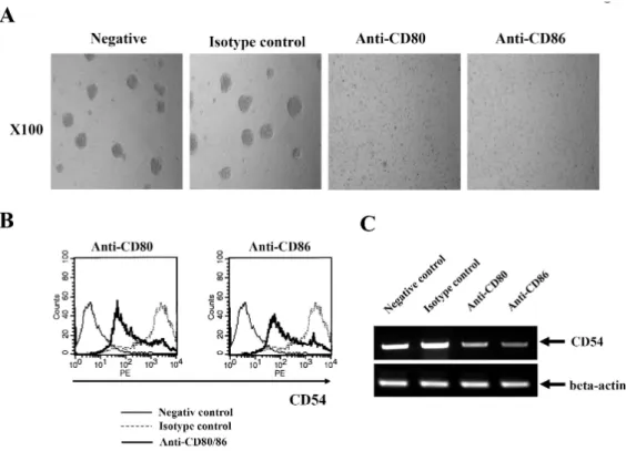 Figure 3. Reduced expression of CD54 after CD80 and CD86 stimulation. (A) EBV-transformed B cells were incubated with anti-CD80, anti-CD86, or isotype control antibodies (MOPC) for 3 hours