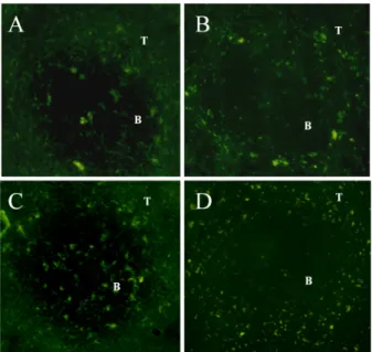 Figure 4. Both mBMDC and iBMDC migrate into T-cell zone of the spleen and lymph nodes