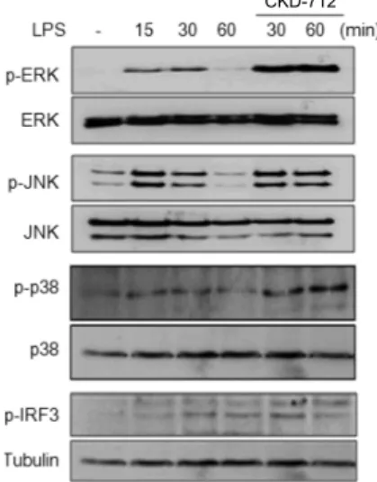 Figure 2. Effect of CKD-712 on activation of MAP kinases and IRF3  in TLR4 signaling. HEK293-TLR4 cells were stimulated with LPS (50  ng/ml)