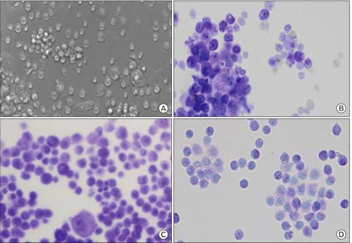 Figure 1. Light microscopic view (A) and Toluidine blue staining (B∼D) of rat bone marrow cells