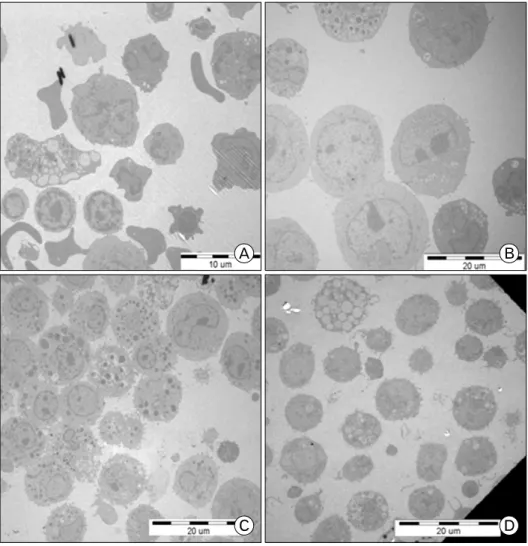 Figure 2. TEM of rat bone marrow  cells. Rat bone marrow cells  cultured in the presence of rrIL-3  and rmSCF were analyzed by TEM  at day 0 (A), day 4 (B), day 11 (C),  and day 15 (D).