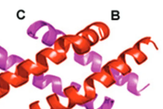 Fig. 1. Molecular modeling of oligomeric melittin.