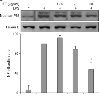 Figure 4. Effect of IFE on NF-κB activation in RAW 264.7 cells. Cells were pretreated with different concentrations of IFE for 1 h and then stimulated with LPS (200 ng/ml) for 30 min