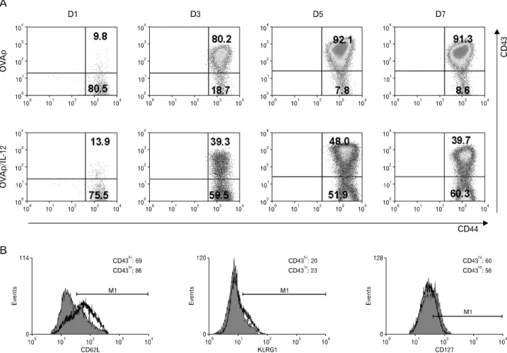 Figure 1. CD43 expression is regulated by initial IL-12 priming during primary CD8 T-cell stimulation