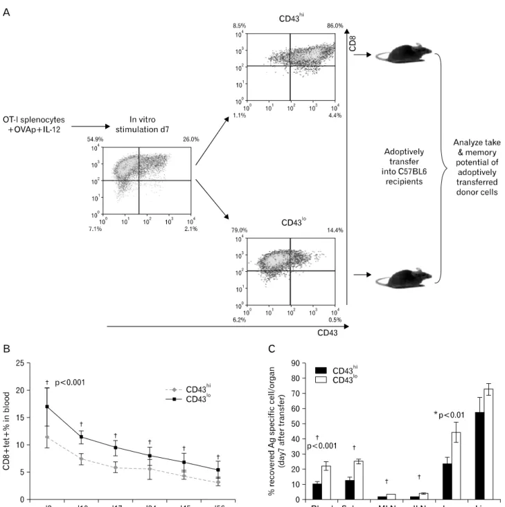 Figure 2. CD43 lo  cells induced by initial IL-12 priming increase their survival rate in vivo, and enhanced survival of CD43 lo  cells is not due  to differential trafficking of transferred cells to various organs