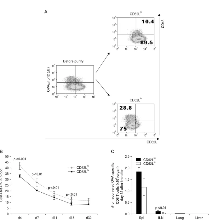 Figure 6. Enhanced survival of CD43 lo  cells is partly associated with CD62L expression