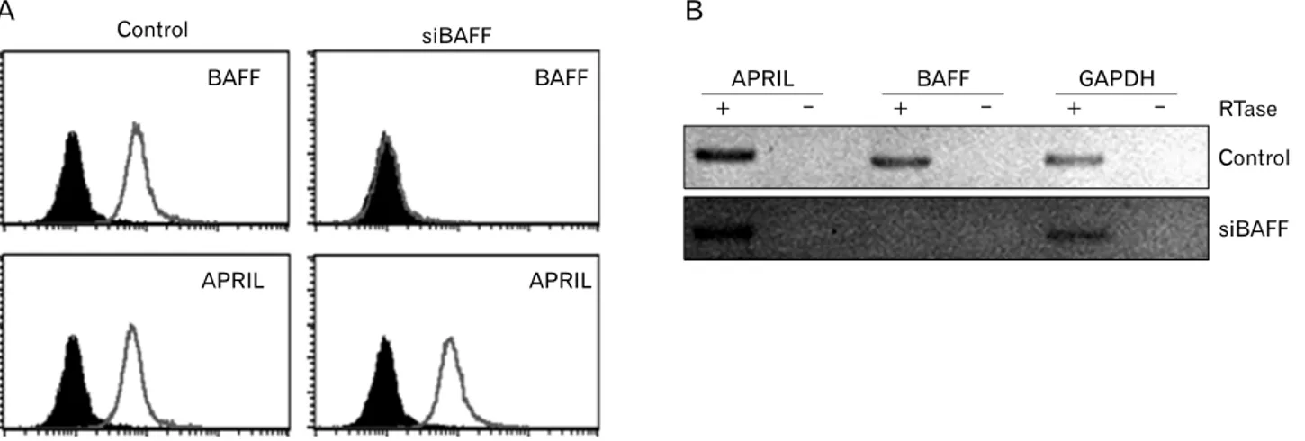 Figure 1. Transfection of BAFF-specific siRNA resulted in a significant reduction of BAFF expression levels in THP-1 cells