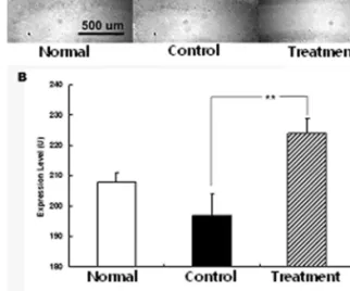 Fig 4. Effects of intravenous injection of Angelica extract water on CD81 expression following ischemic injury by MCAO in SD rats