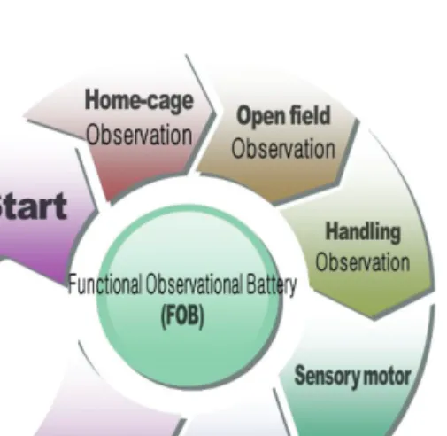 Fig 1. The process of functional observational battery(FOB) The sequence of observations in the FOB is consist of five parameter