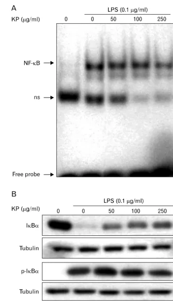 Figure 2. Inhibitory effect of KP on NF-κB activity and phosphory- phosphory-lation/degradation of IκB-α