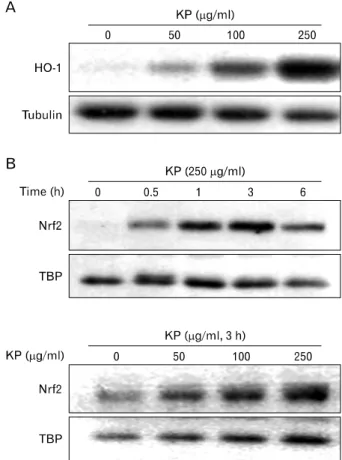 Figure 3. Effect of KP on ERK1/2 and JNK activity in LPS-stimulated macrophages. TG-elicited mouse peritoneal macrophages were treated with indicated concentrations of KP for 1 h and stimulated with 0.1μ g/ml LPS for 15 min